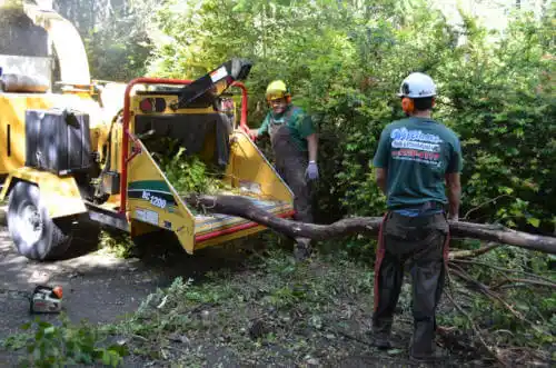 tree services Green Forest